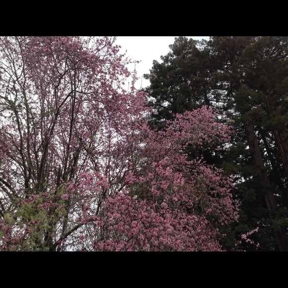 Meet your Posher, Jennifer - Picture 4 of 8